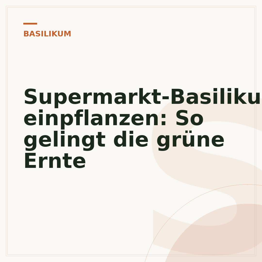 Supermarkt-Basilikum einpflanzen: So gelingt die grüne Ernte