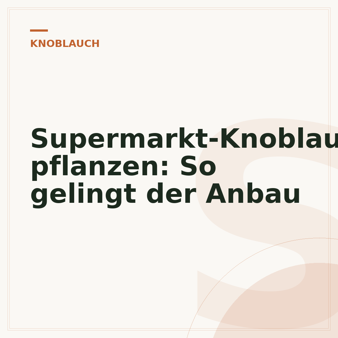 Supermarkt-Knoblauch pflanzen: So gelingt der Anbau