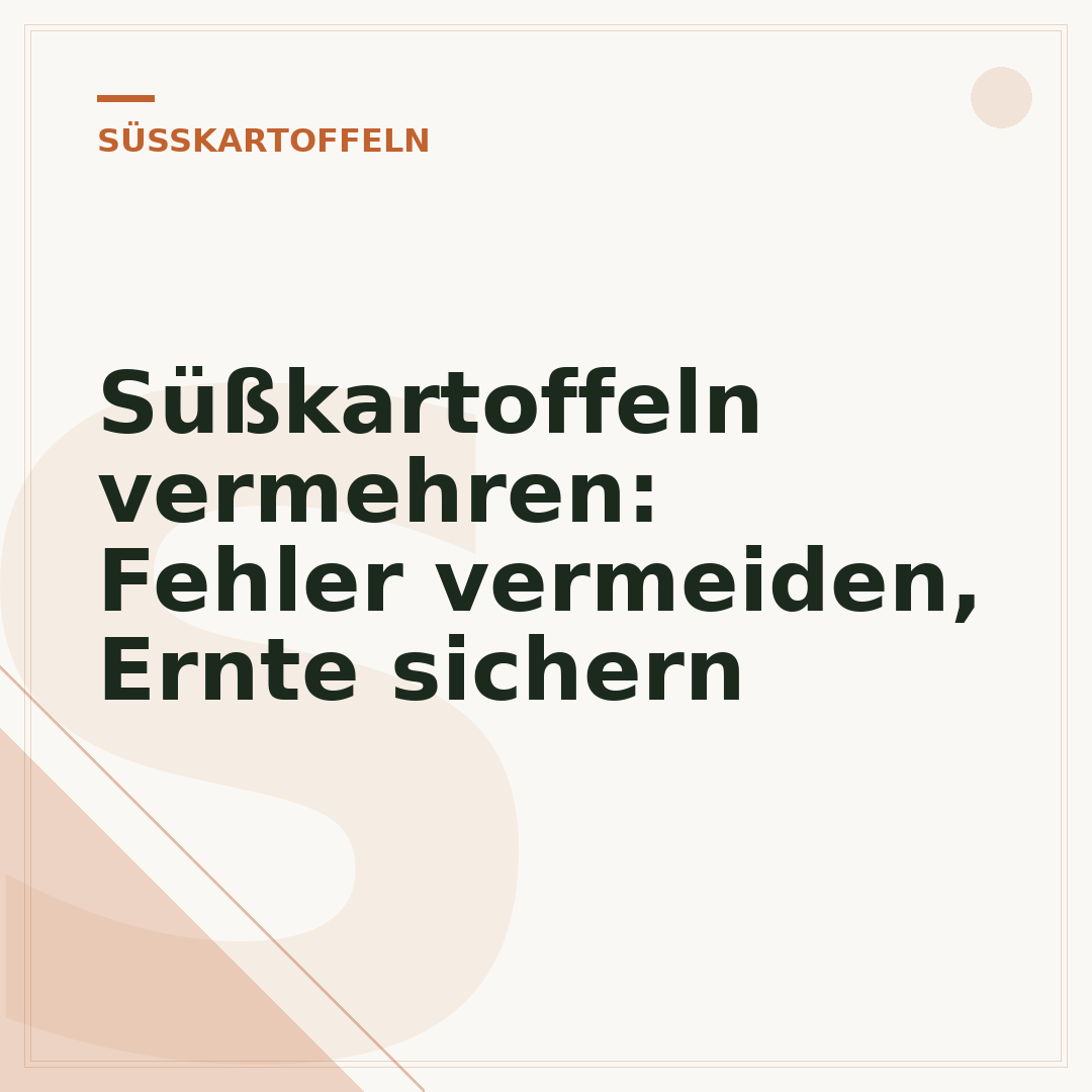 Süßkartoffeln vermehren: Fehler vermeiden, Ernte sichern