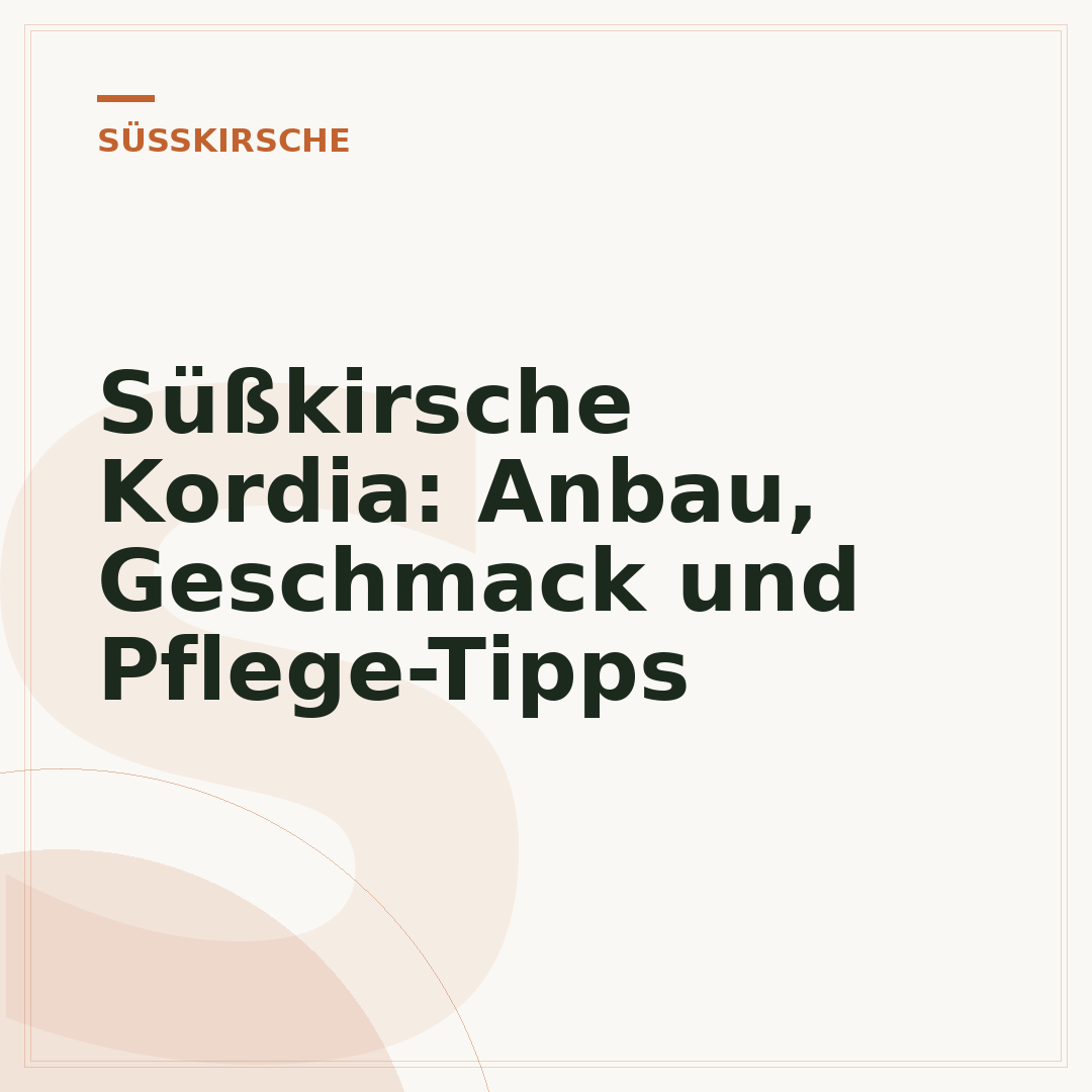 Süßkirsche Kordia: Anbau, Geschmack und Pflege-Tipps