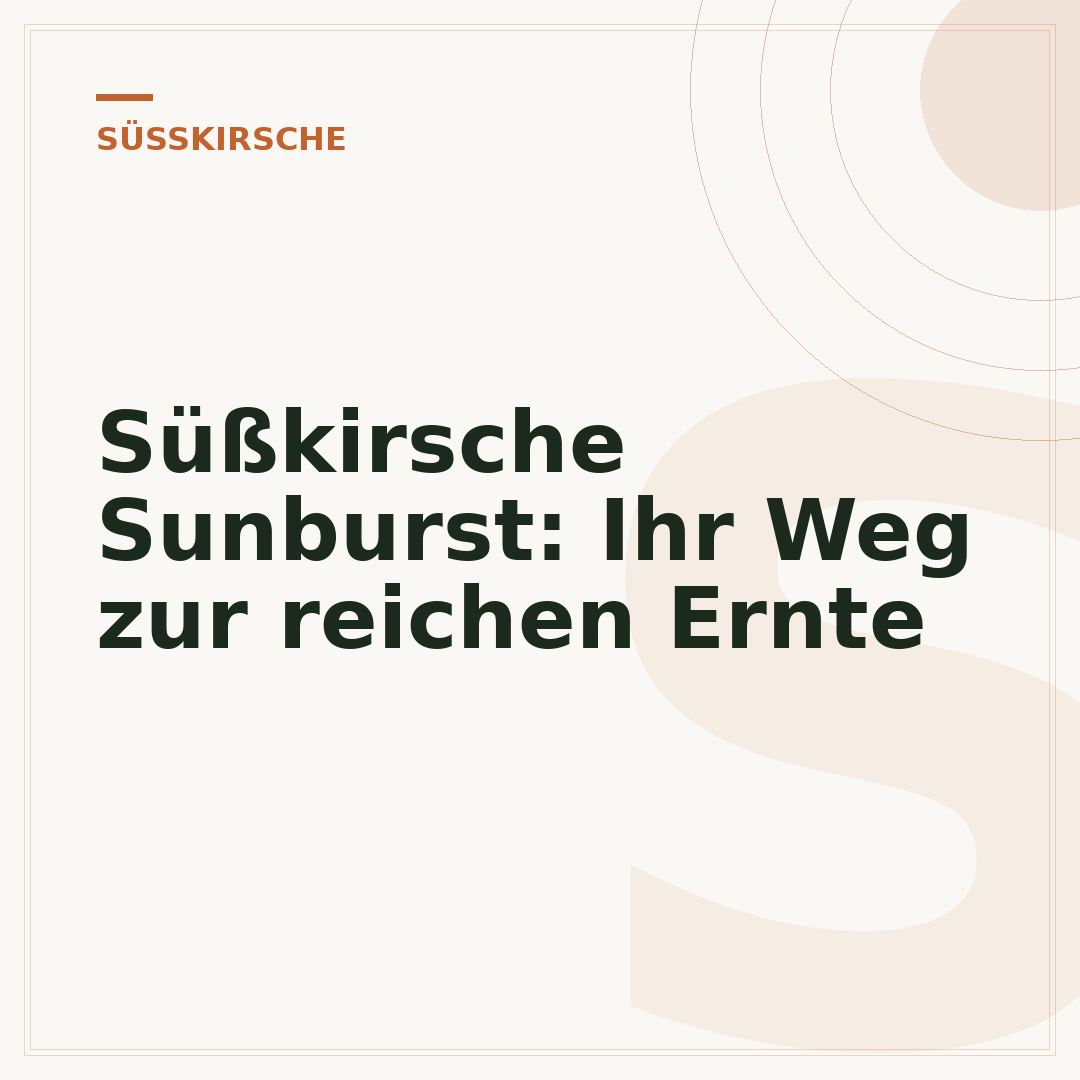 Süßkirsche Sunburst: Ihr Weg zur reichen Ernte