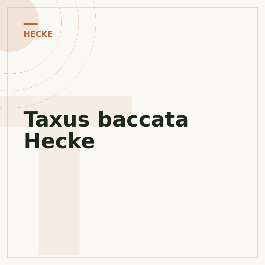Taxus baccata Hecke