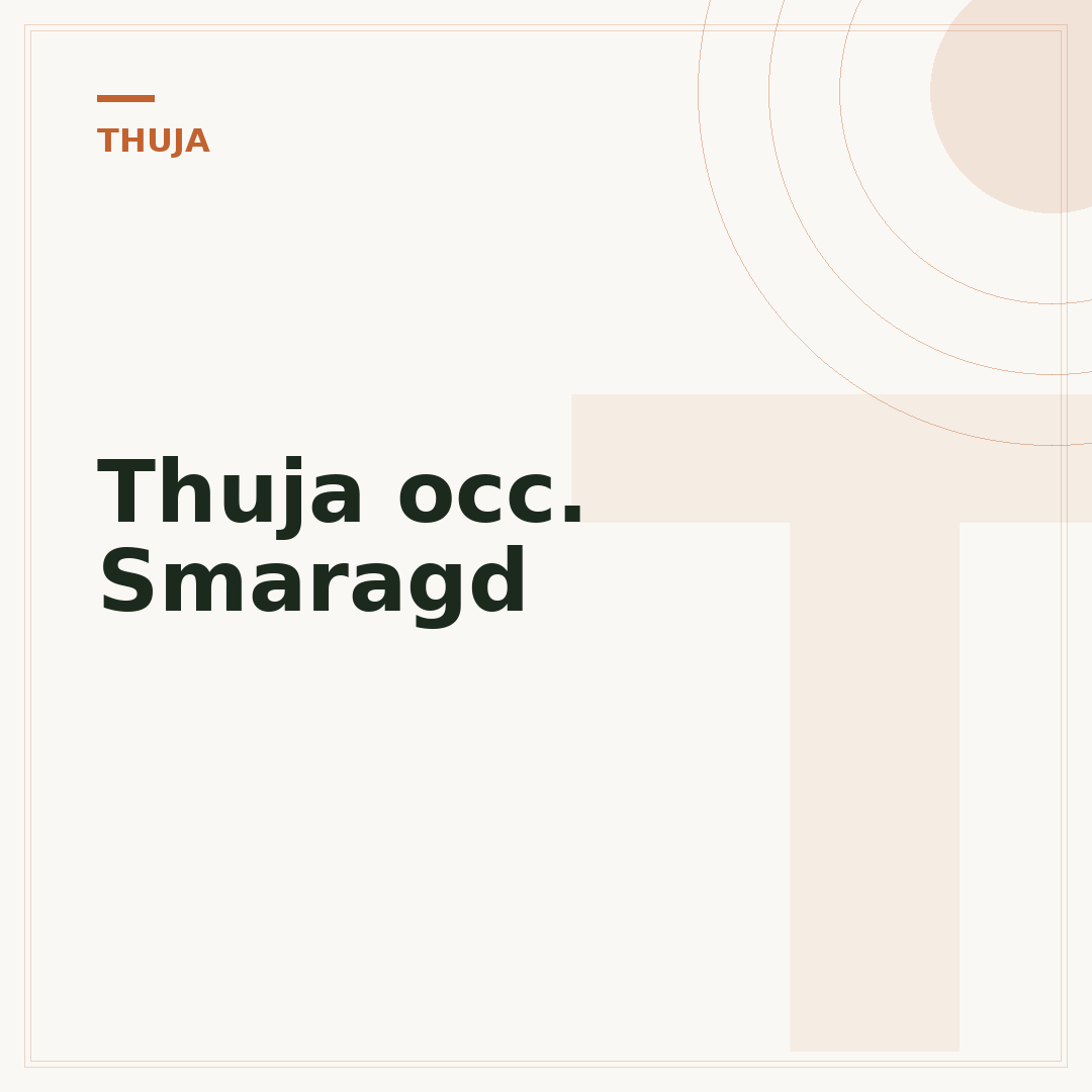 Thuja occ. Smaragd