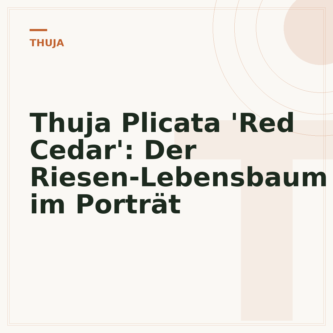 Thuja Plicata 'Red Cedar': Der Riesen-Lebensbaum im Porträt