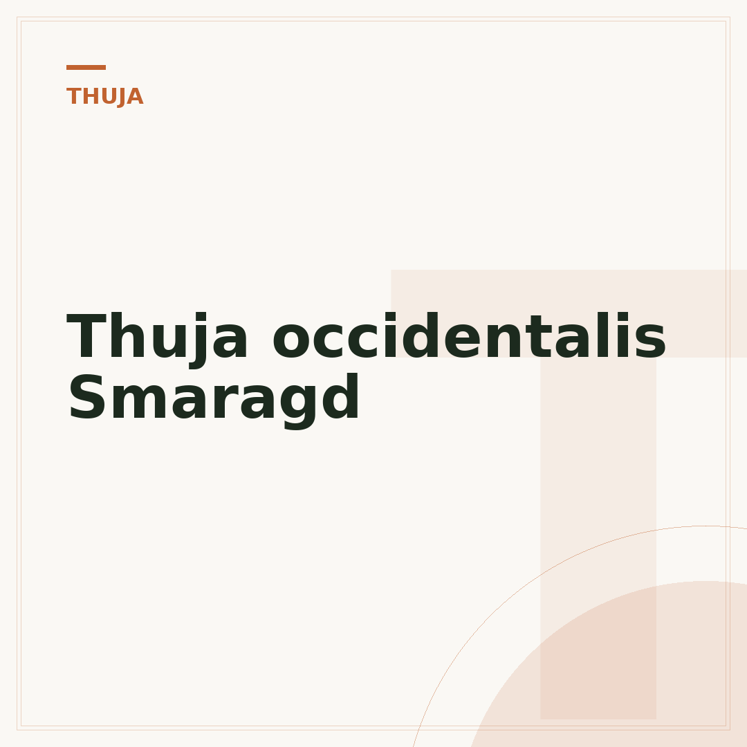 Thuja occidentalis Smaragd