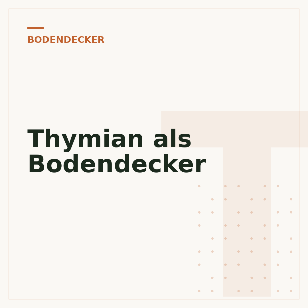 Thymian als Bodendecker
