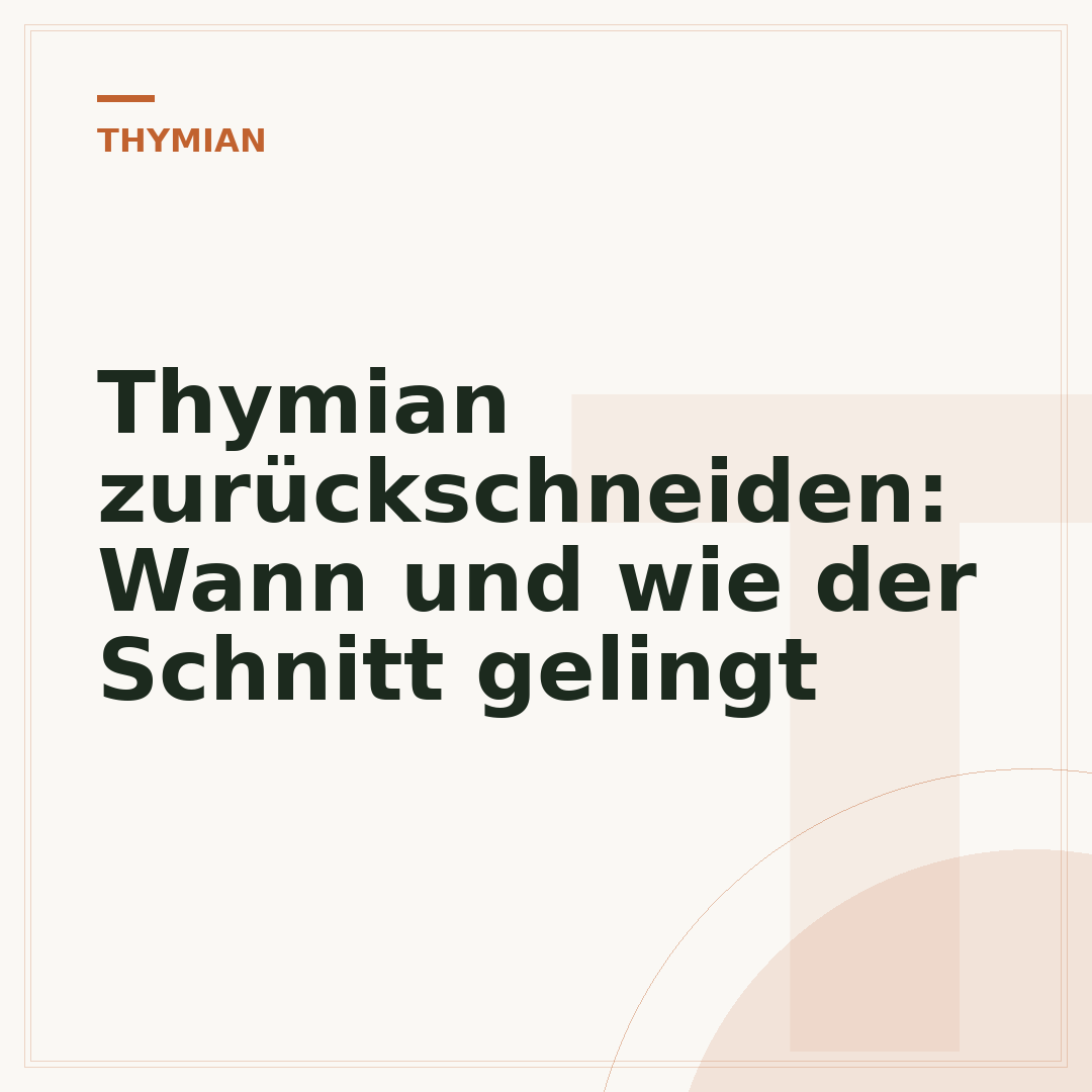 Thymian zurückschneiden: Wann und wie der Schnitt gelingt
