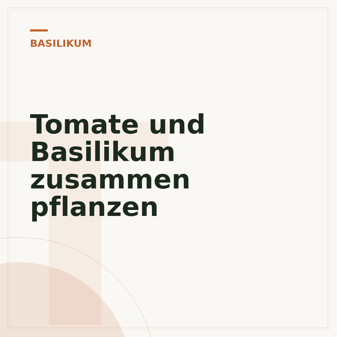 Tomate und Basilikum zusammen pflanzen
