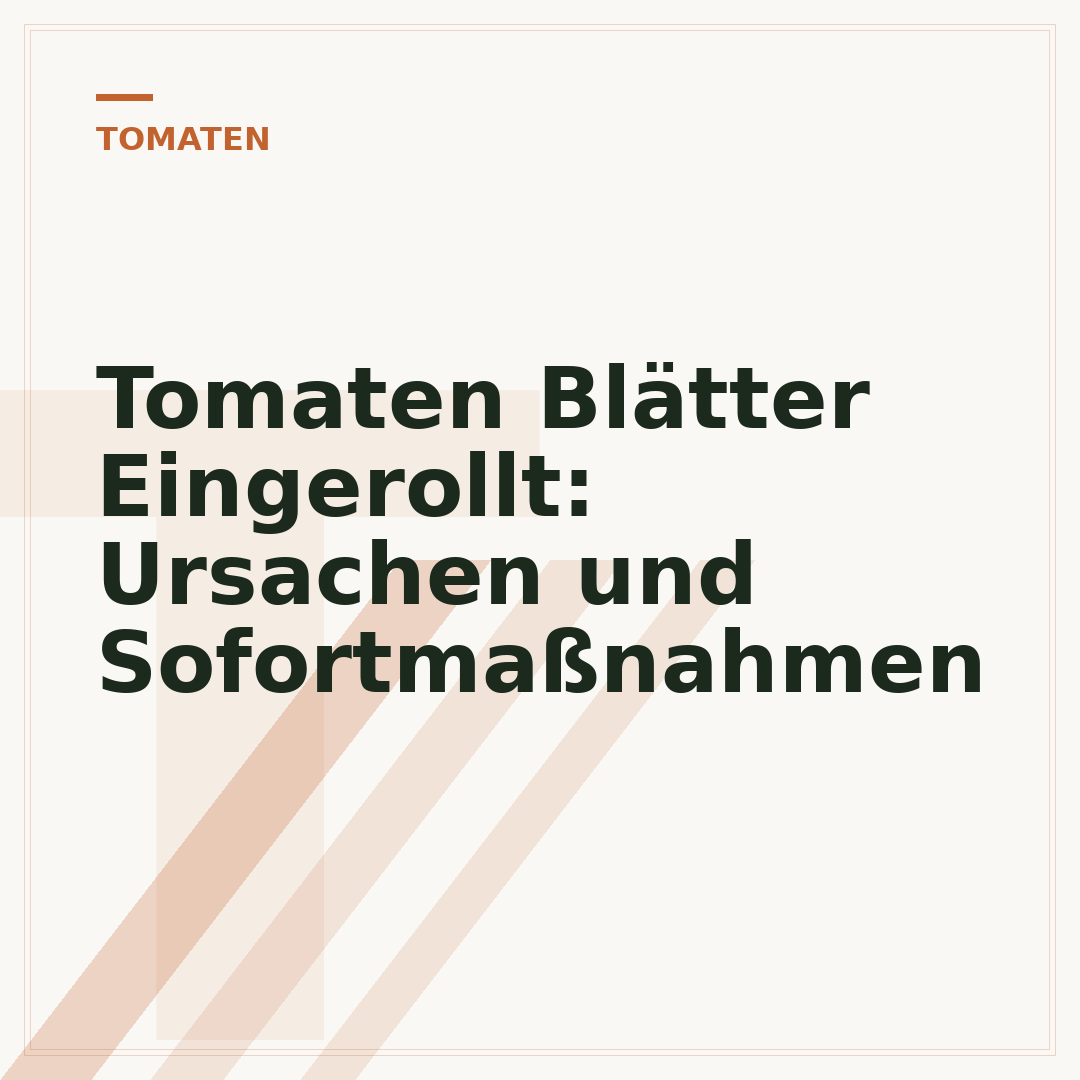 Tomaten Blätter Eingerollt: Ursachen und Sofortmaßnahmen