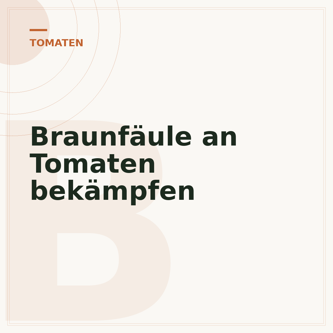 Braunfäule an Tomaten bekämpfen
