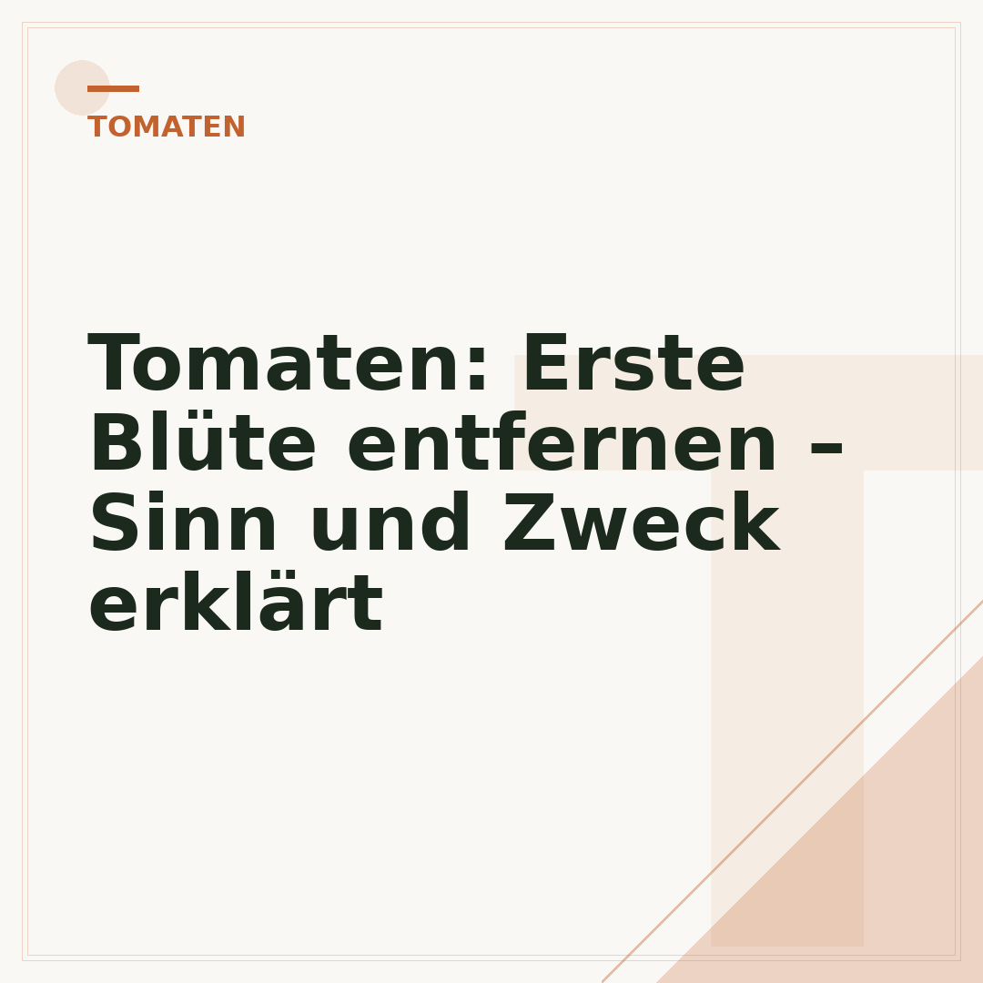 Tomaten: Erste Blüte entfernen – Sinn und Zweck erklärt