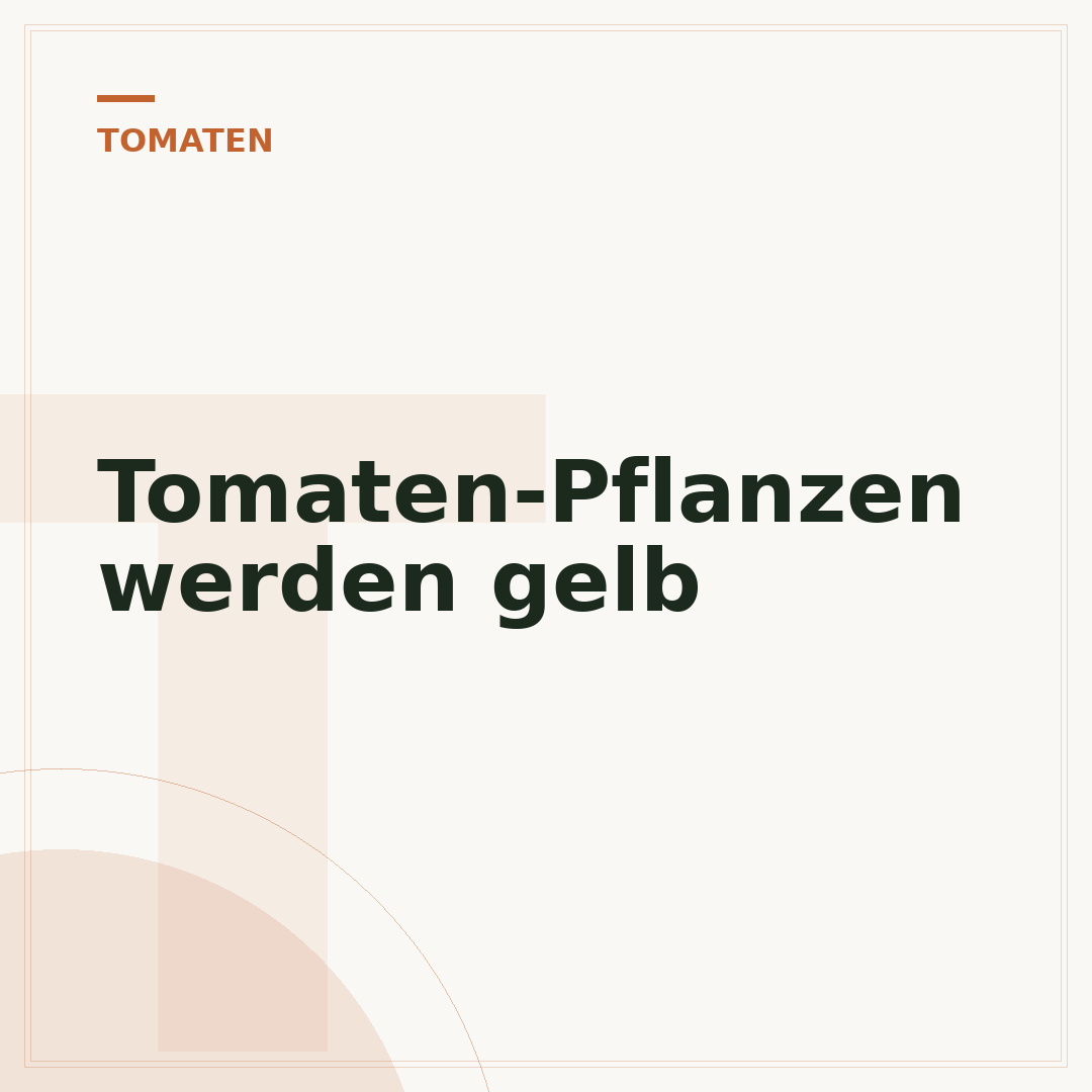 Tomaten-Pflanzen werden gelb