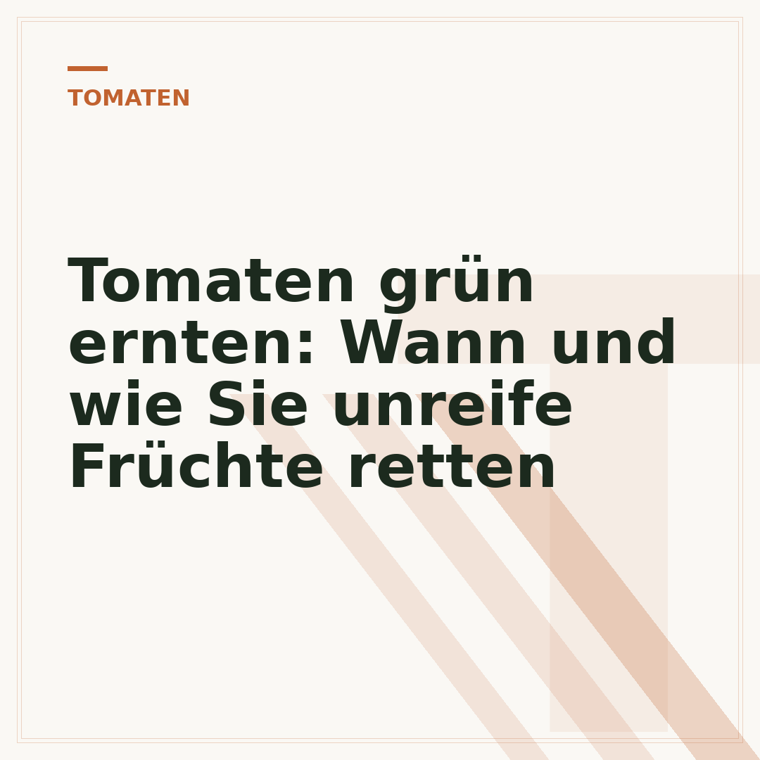 Tomaten grün ernten: Wann und wie Sie unreife Früchte retten