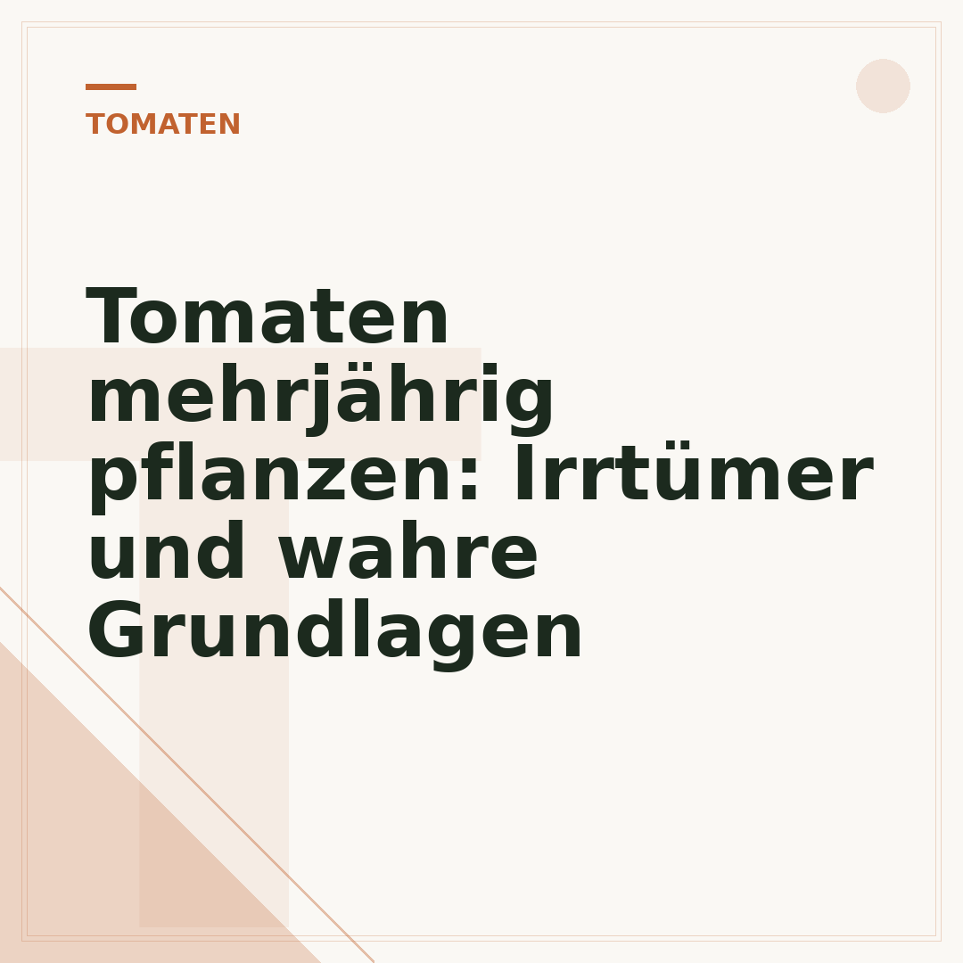 Tomaten mehrjährig pflanzen: Irrtümer und wahre Grundlagen