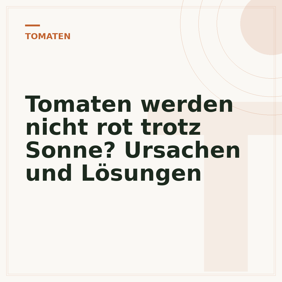 Tomaten werden nicht rot trotz Sonne? Ursachen und Lösungen