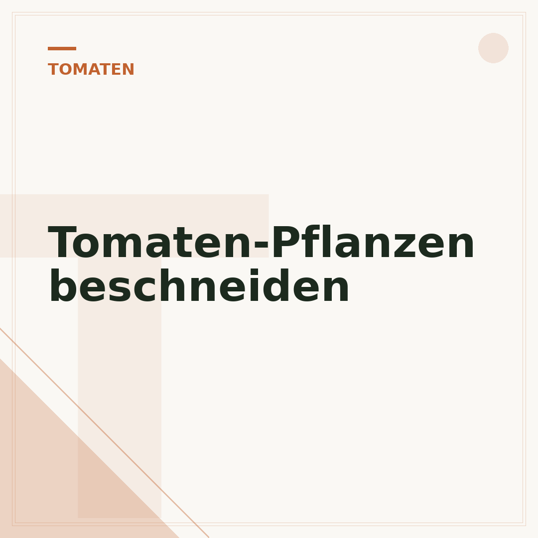 Tomaten-Pflanzen beschneiden