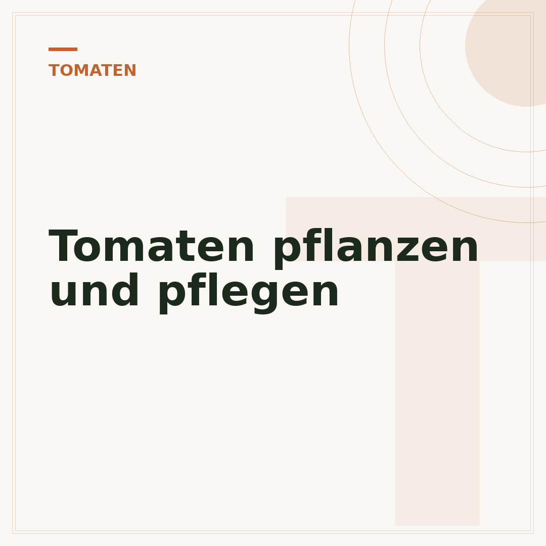 Tomaten pflanzen und pflegen
