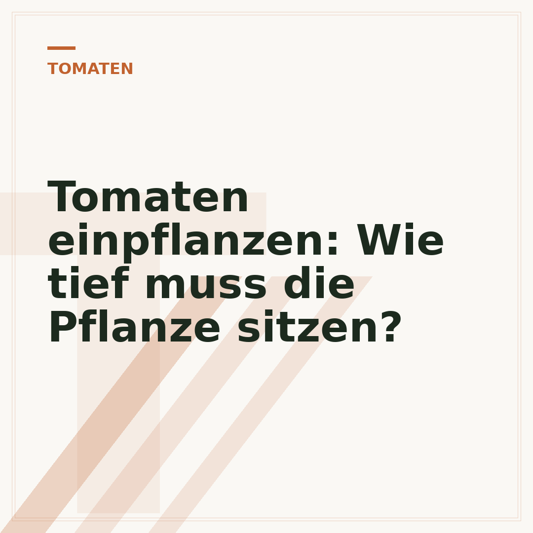 Tomaten einpflanzen: Wie tief muss die Pflanze sitzen?