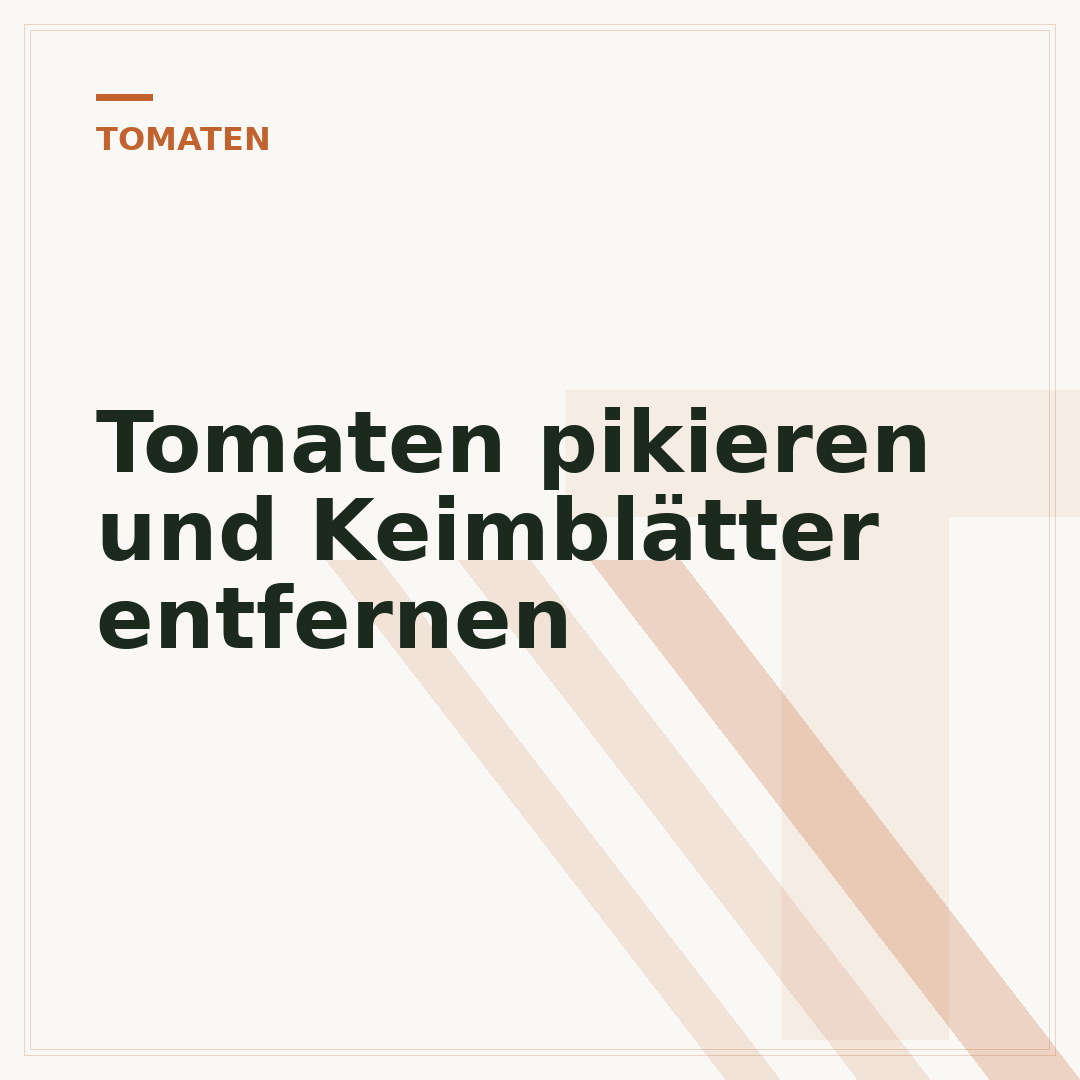 Tomaten pikieren und Keimblätter entfernen