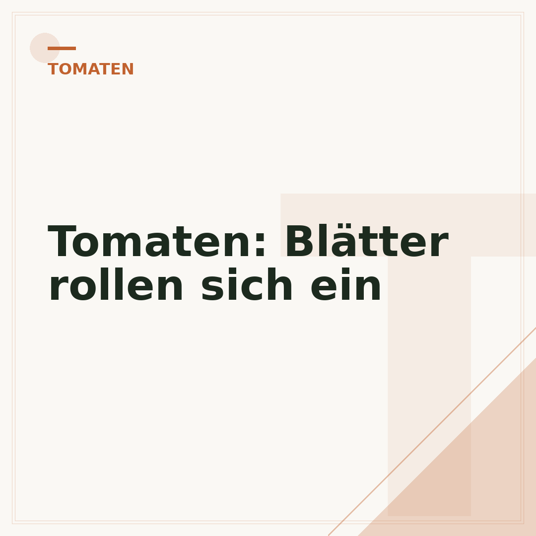 Tomaten: Blätter rollen sich ein
