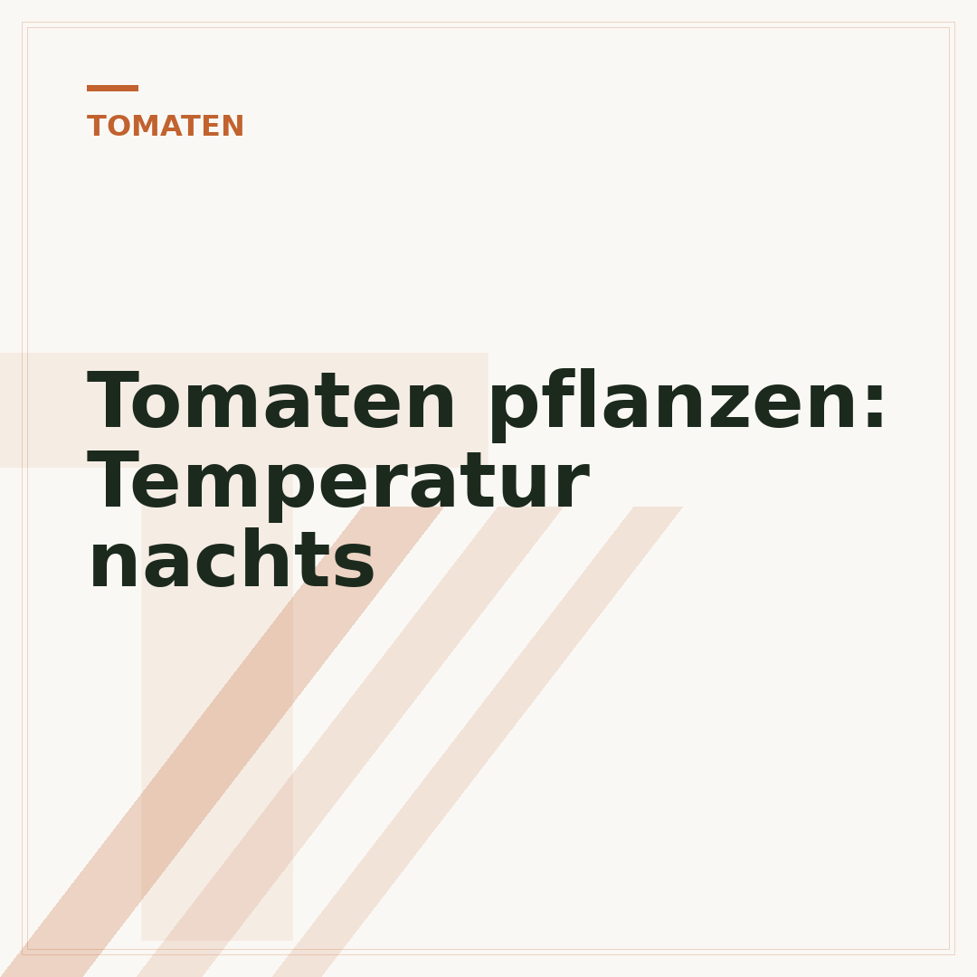 Tomaten pflanzen: Temperatur nachts