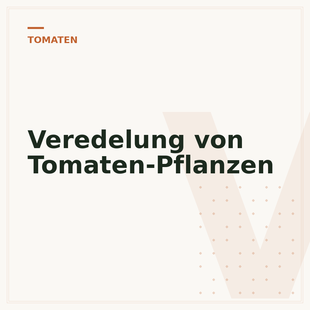 Veredelung von Tomaten-Pflanzen