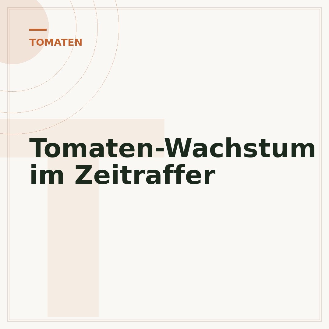 Tomaten-Wachstum im Zeitraffer