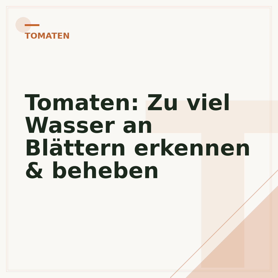 Tomaten: Zu viel Wasser an Blättern erkennen & beheben