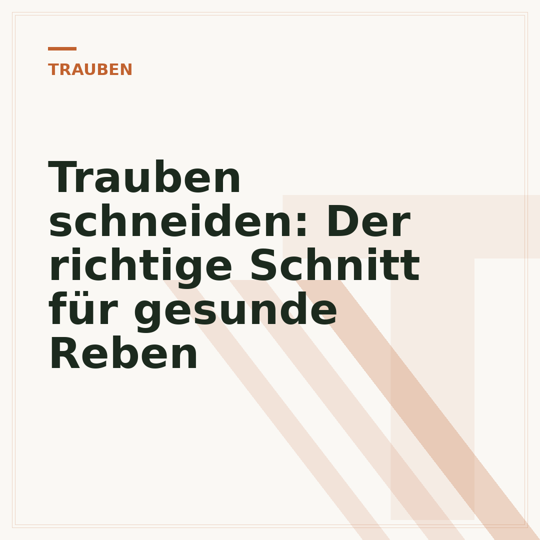Trauben schneiden: Der richtige Schnitt für gesunde Reben