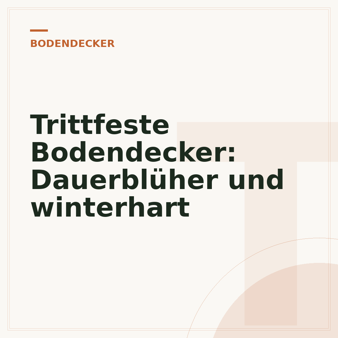 Trittfeste Bodendecker: Dauerblüher und winterhart
