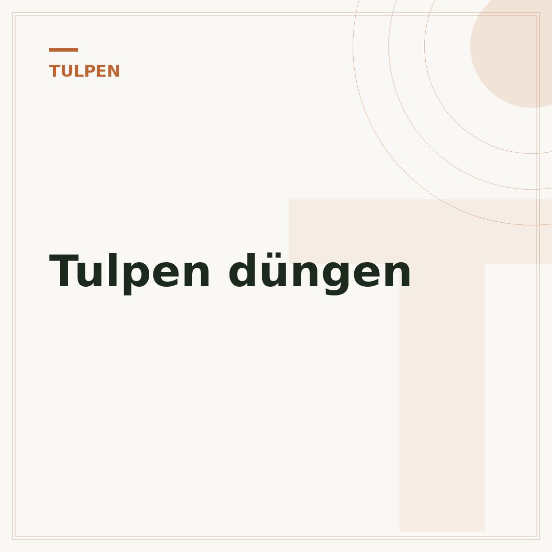 Tulpen düngen