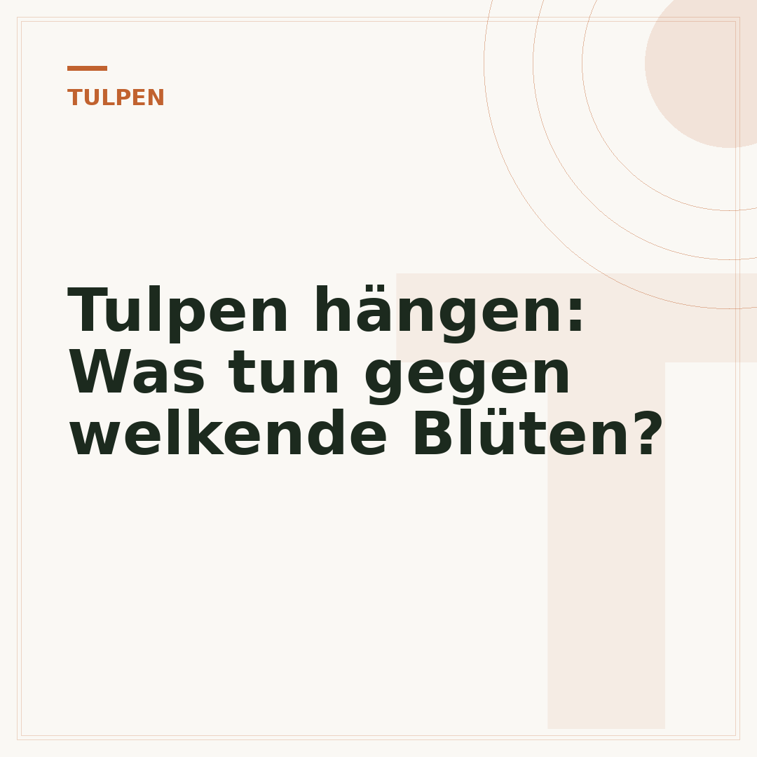 Tulpen hängen: Was tun gegen welkende Blüten?