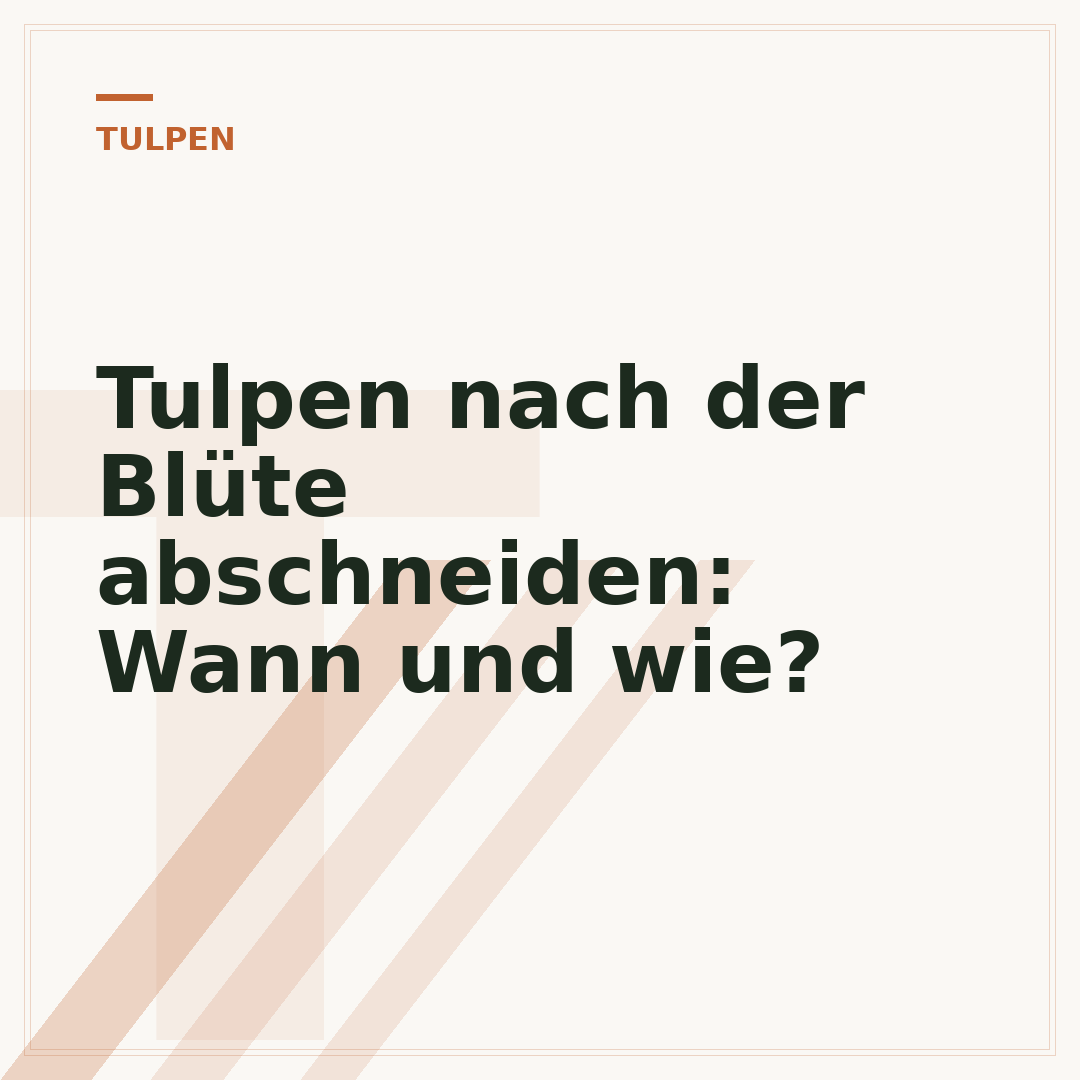 Tulpen nach der Blüte abschneiden: Wann und wie?