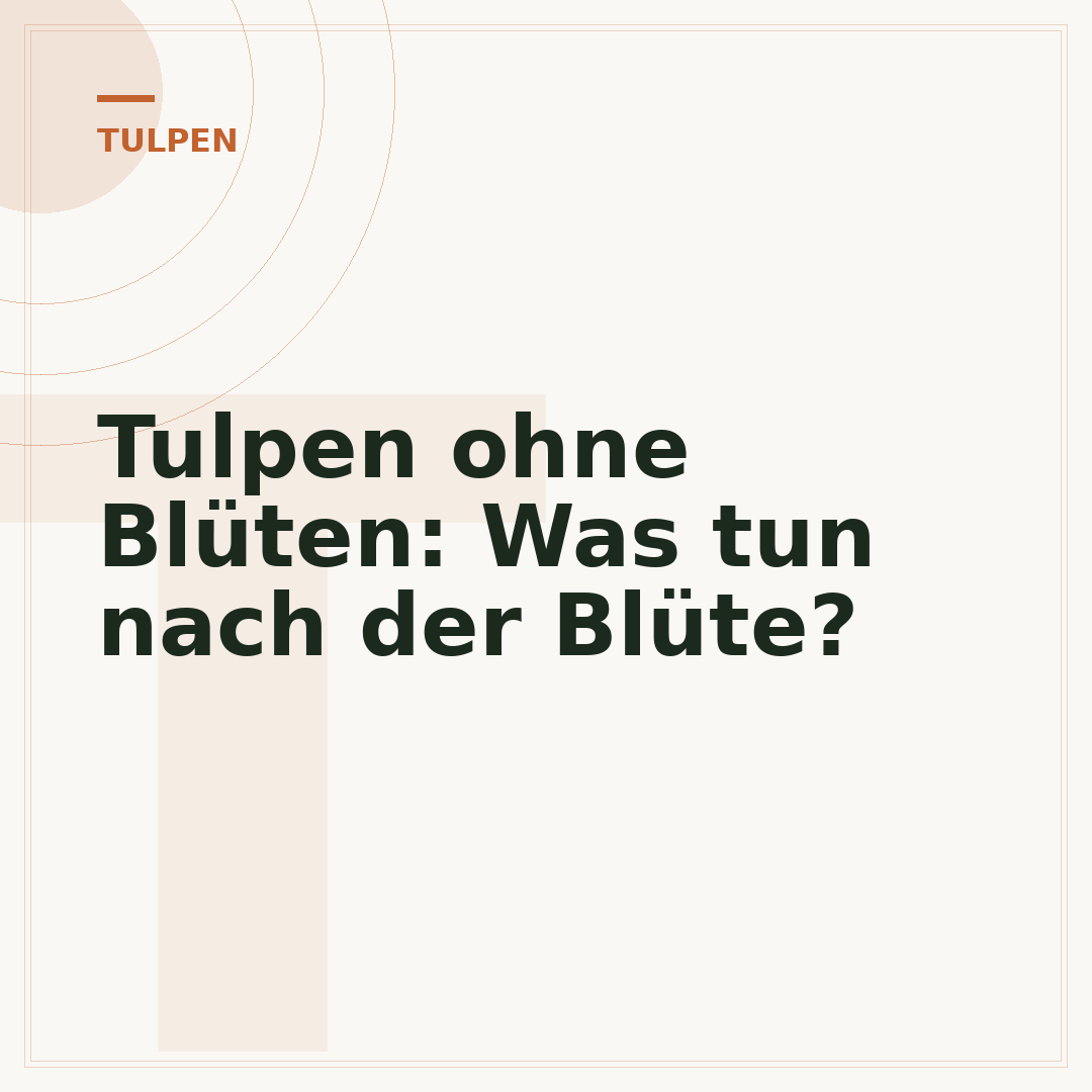 Tulpen ohne Blüten: Was tun nach der Blüte?