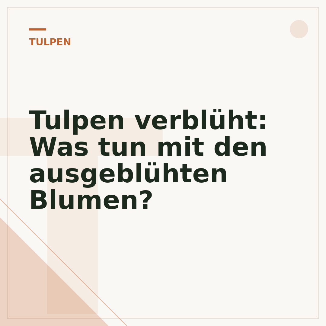 Tulpen verblüht: Was tun mit den ausgeblühten Blumen?