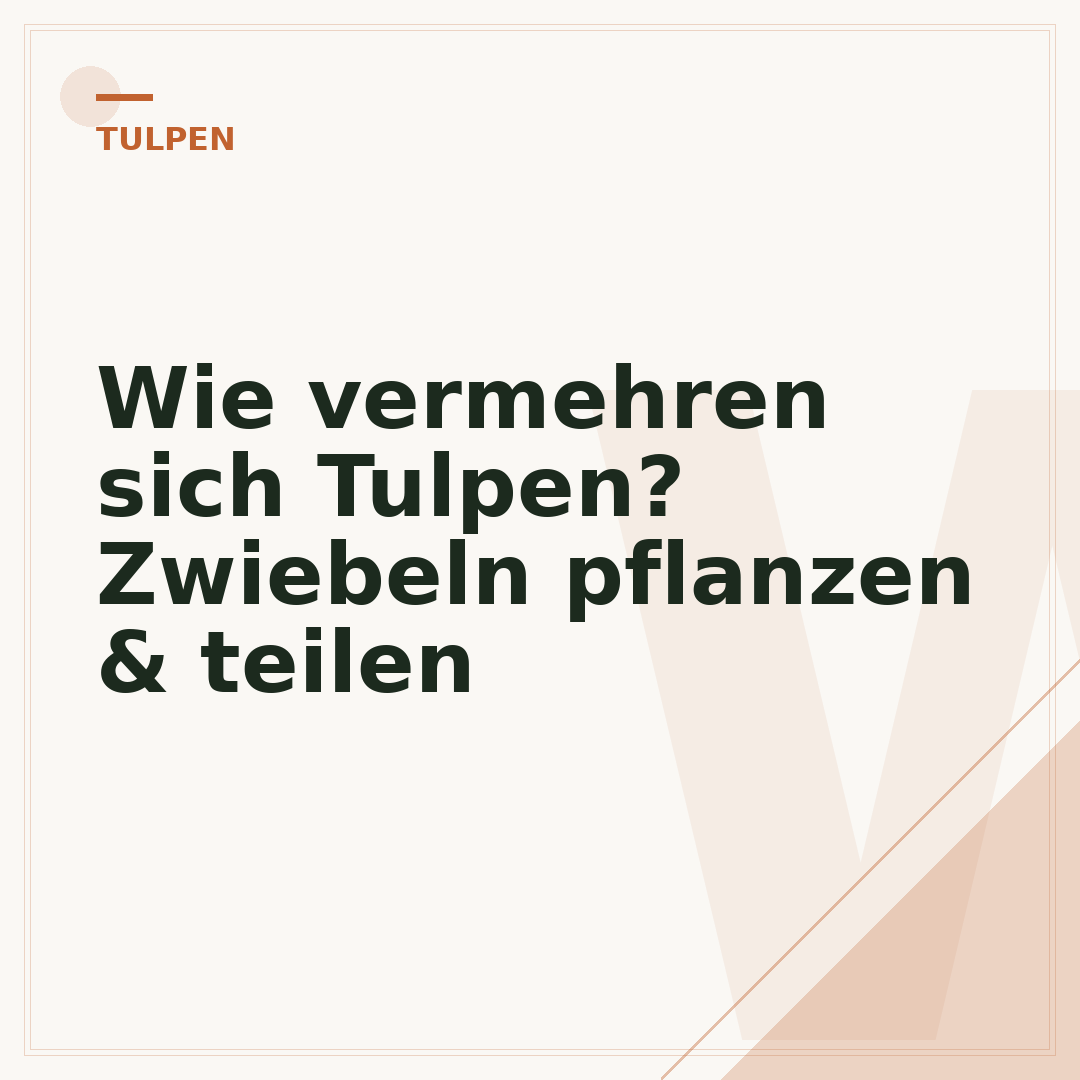 Wie vermehren sich Tulpen? Zwiebeln pflanzen & teilen