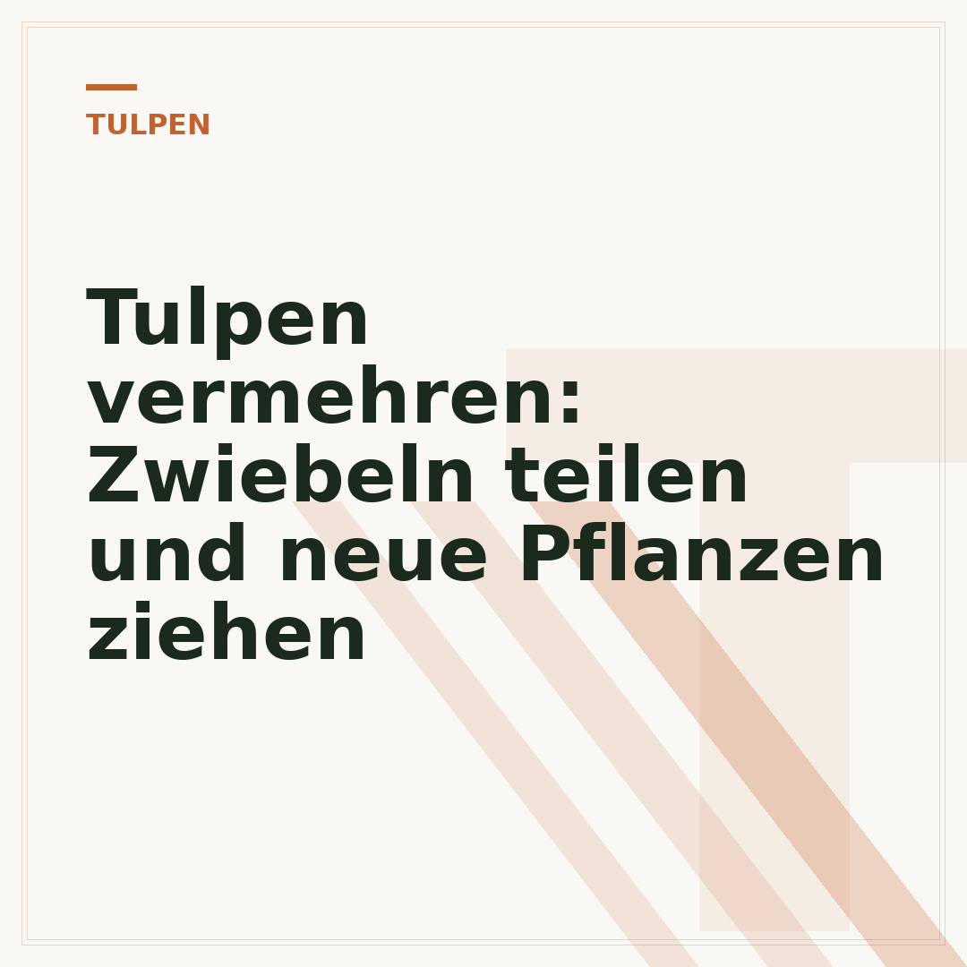 Tulpen vermehren: Zwiebeln teilen und neue Pflanzen ziehen
