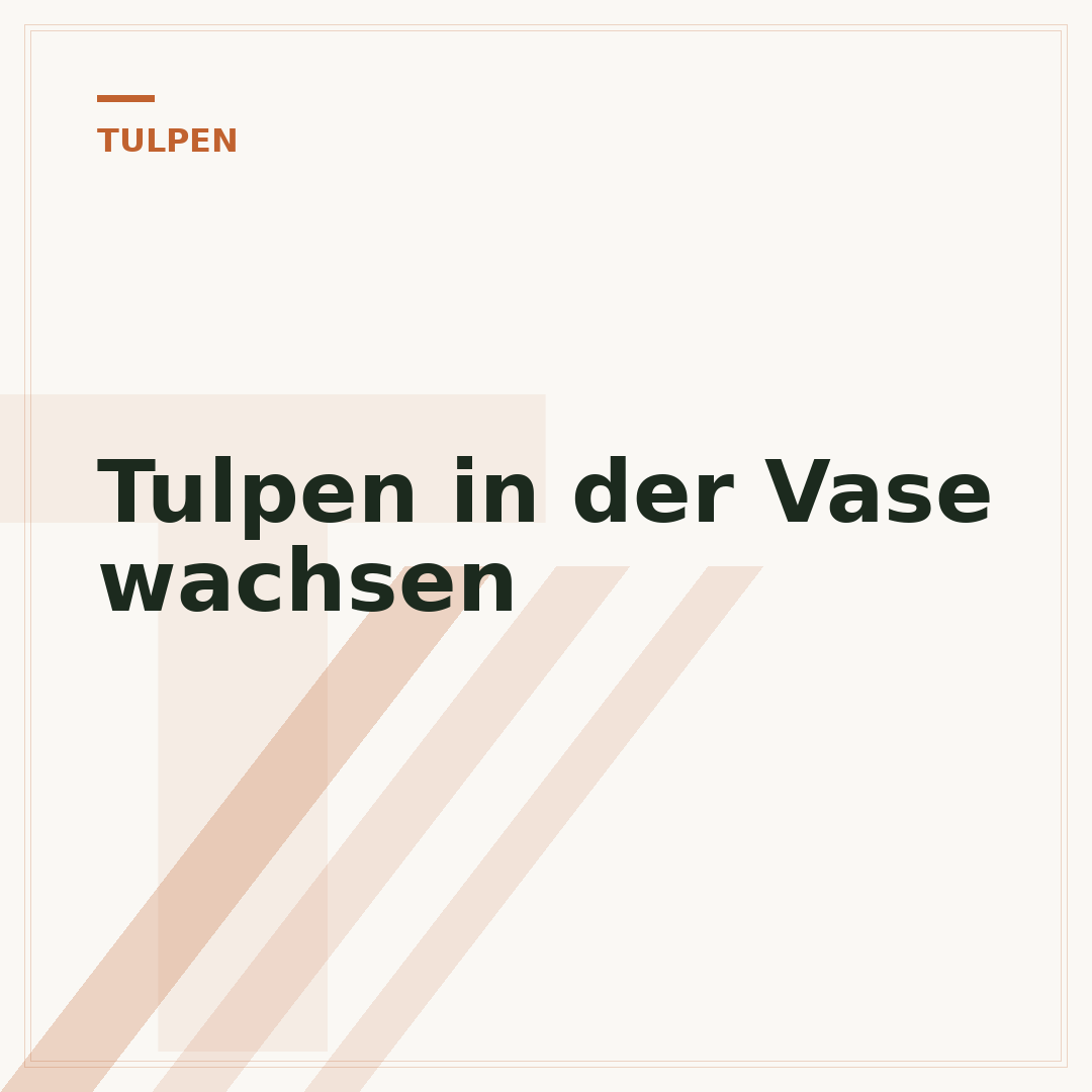 Tulpen in der Vase wachsen