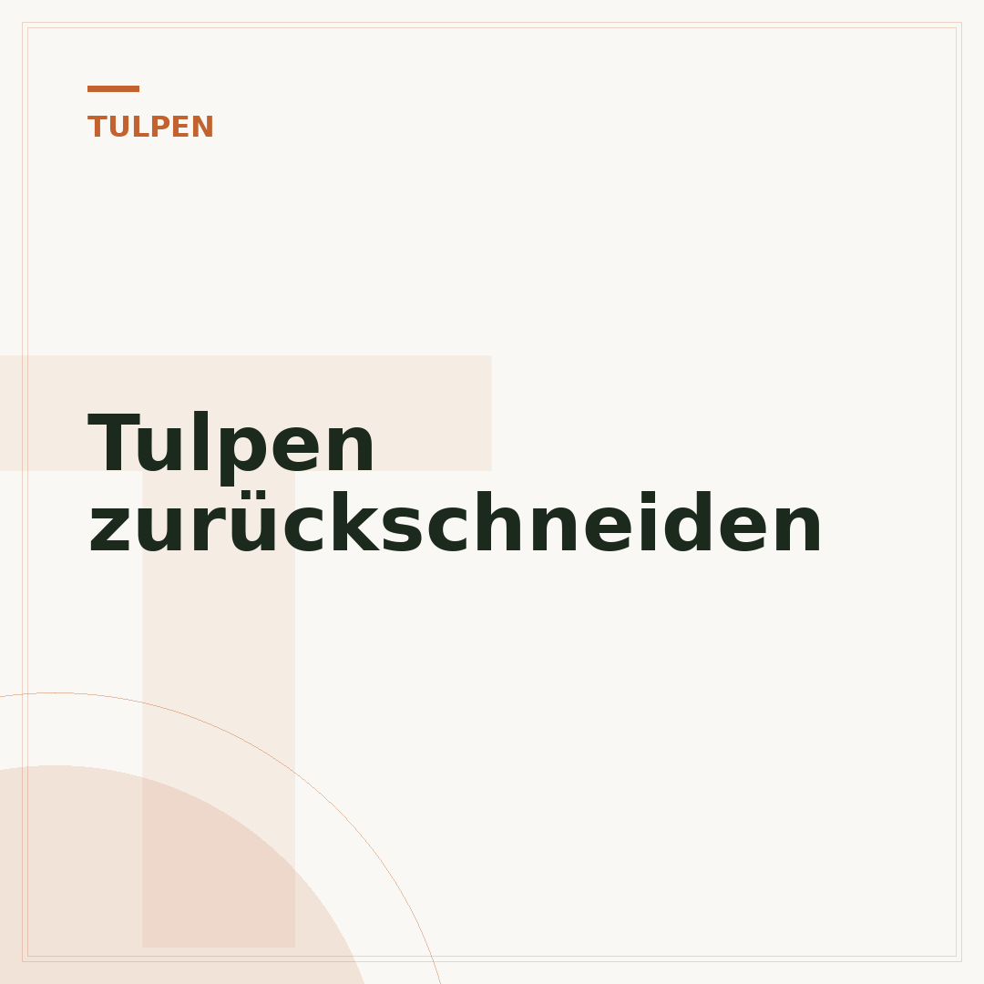 Tulpen zurückschneiden