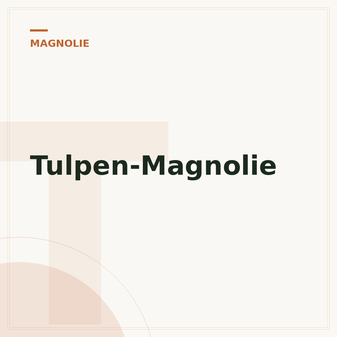 Tulpen-Magnolie