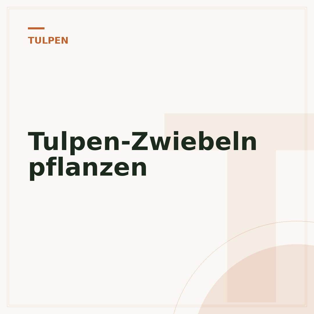 Tulpen-Zwiebeln pflanzen