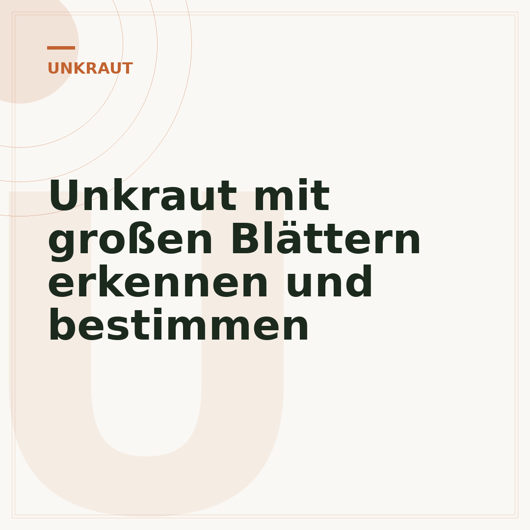 Unkraut mit großen Blättern erkennen und bestimmen