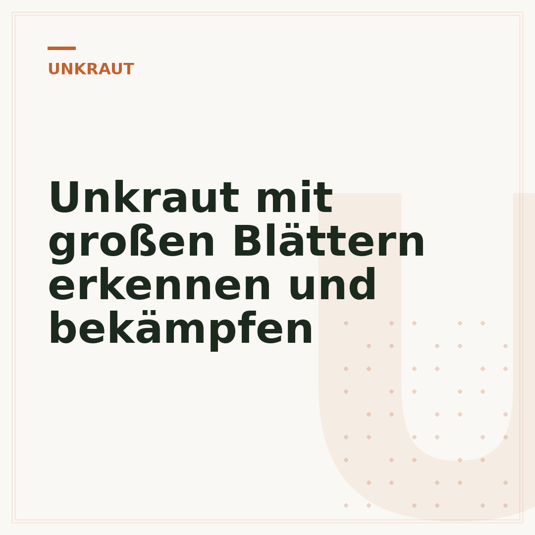 Unkraut mit großen Blättern erkennen und bekämpfen