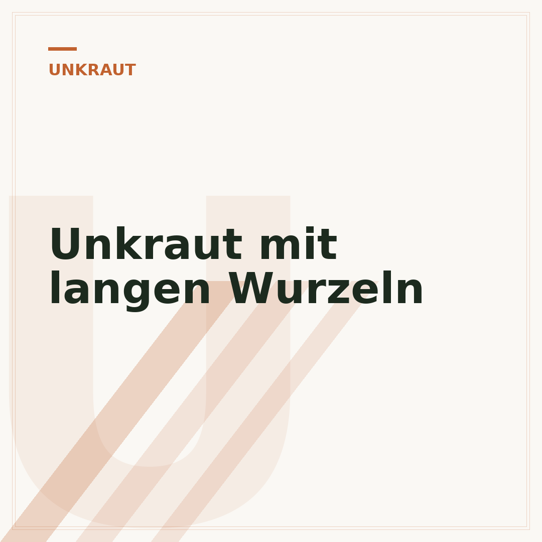 Unkraut mit langen Wurzeln