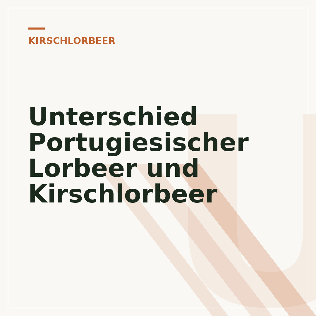 Unterschied Portugiesischer Lorbeer und Kirschlorbeer