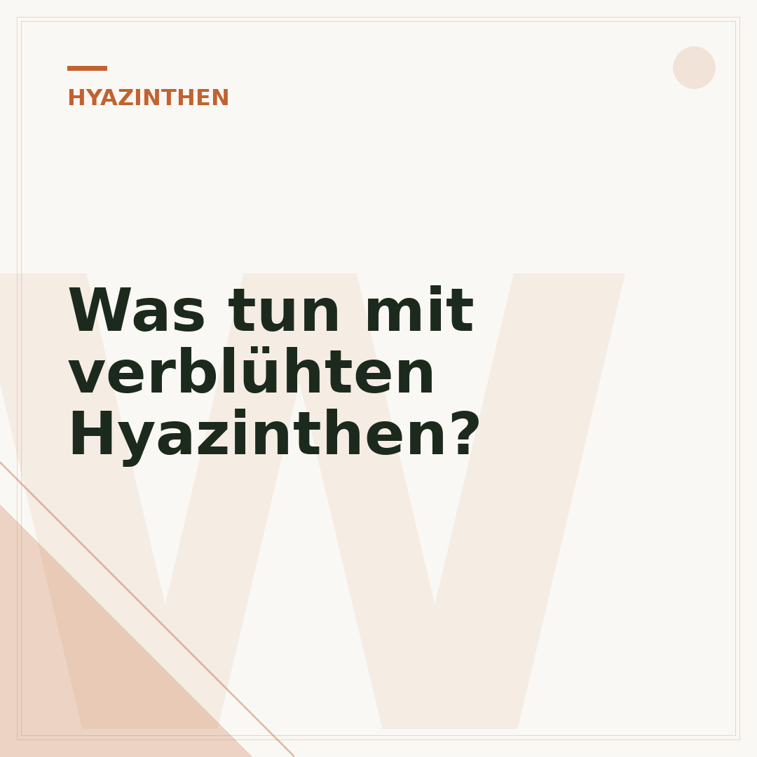 Was tun mit verblühten Hyazinthen?