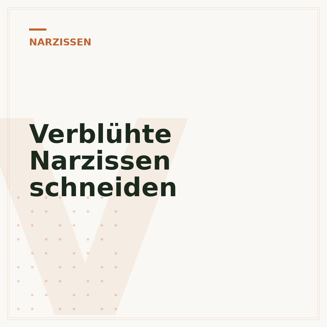 Verblühte Narzissen schneiden