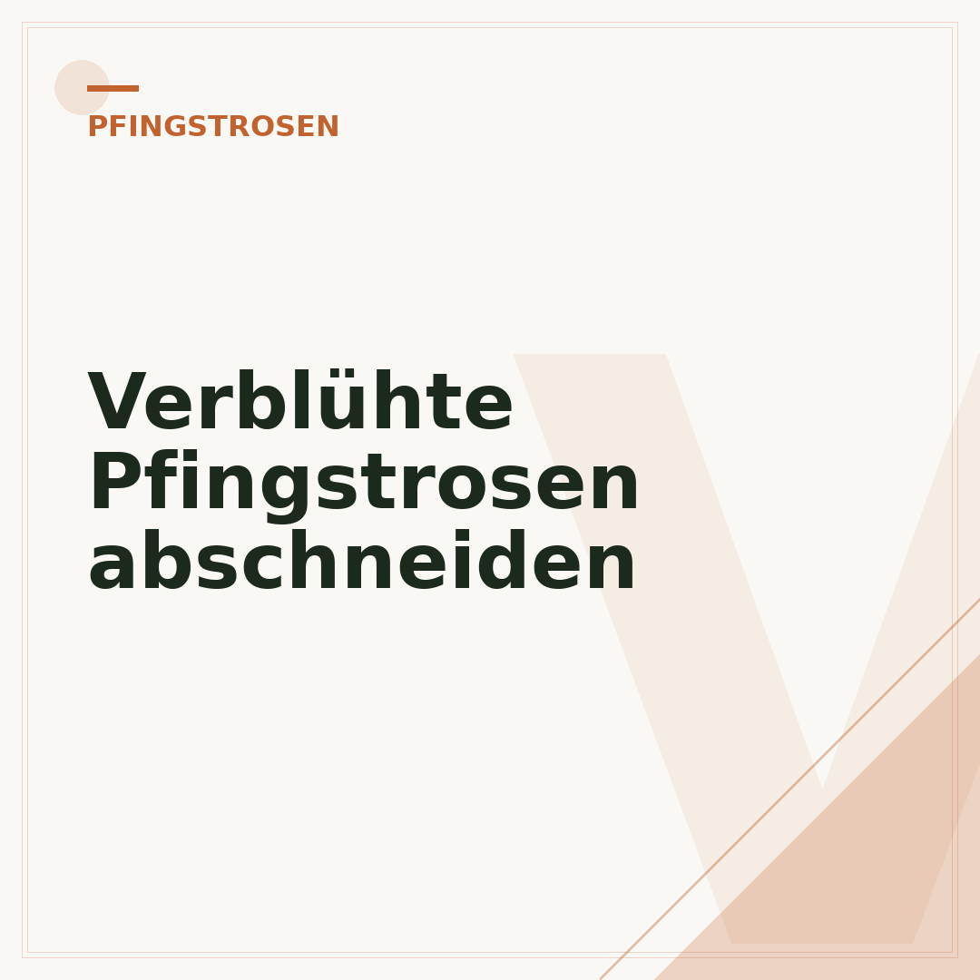 Verblühte Pfingstrosen abschneiden