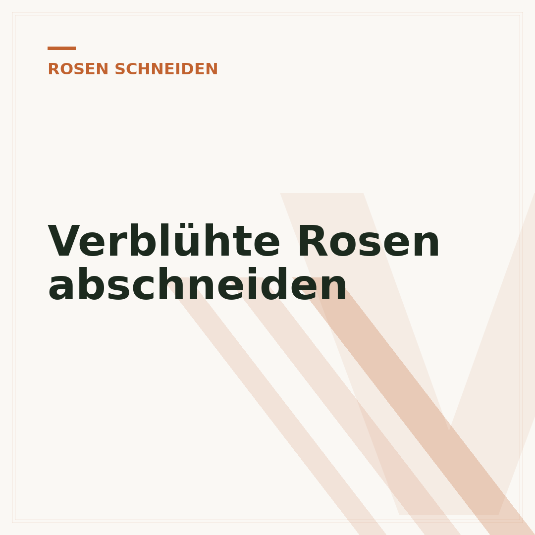 Verblühte Rosen abschneiden