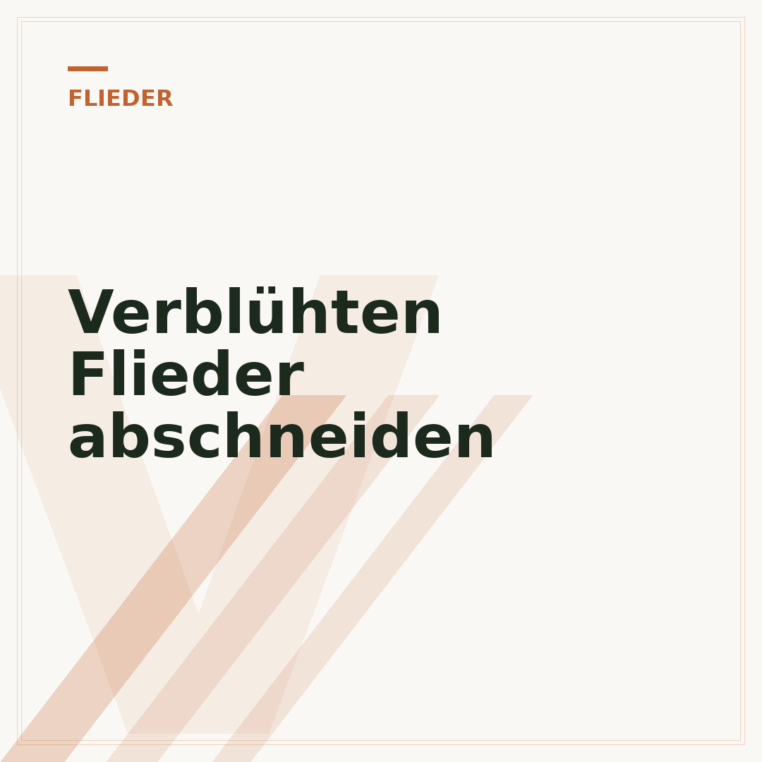 Verblühten Flieder abschneiden